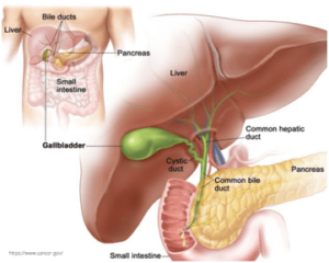 Read more about the article Gallbladder Stones & Digestive Health: What You Need to Know